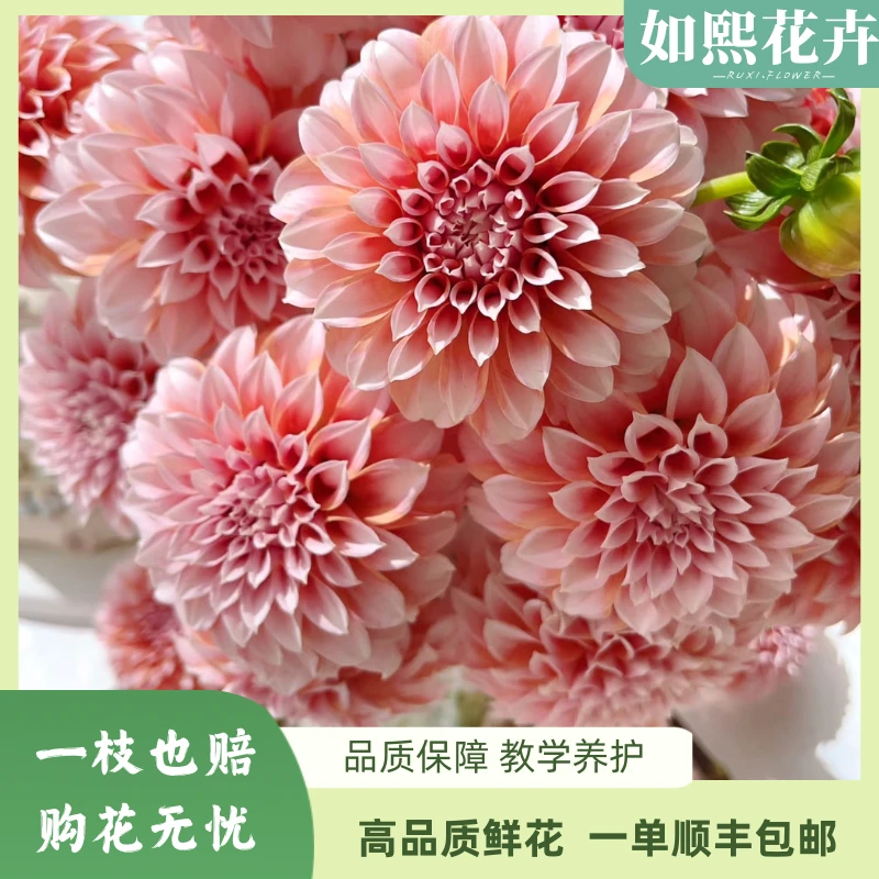【大丽花】【奶油桃子】#云南直发鲜花#居家插花#现场直播卖花