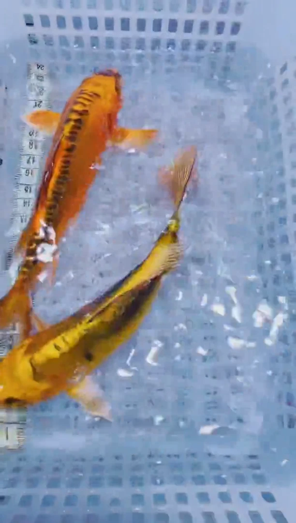 锦鲤血统锦鲤全场包邮17