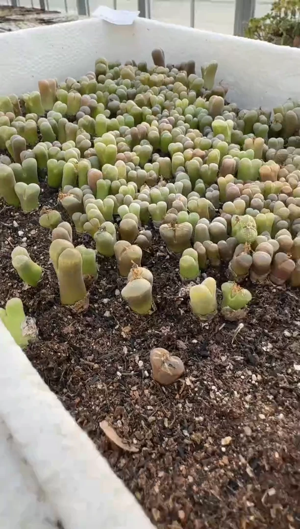 多肉植物肉锥脱土发31-178