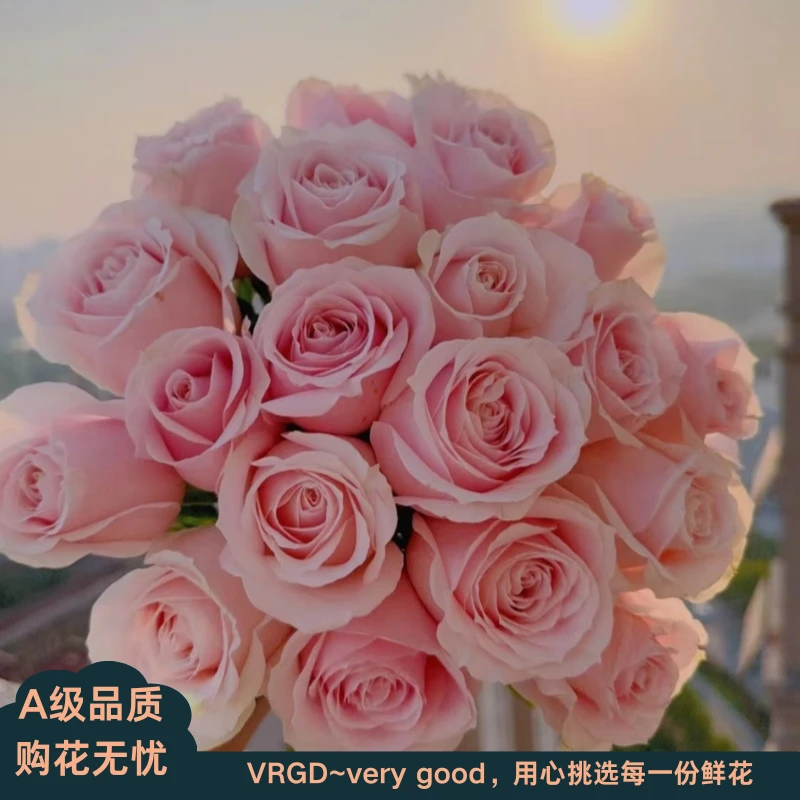 A级粉红雪山玫瑰鲜花居家庭插花送亲友VRGD瑧选品质顺丰包邮