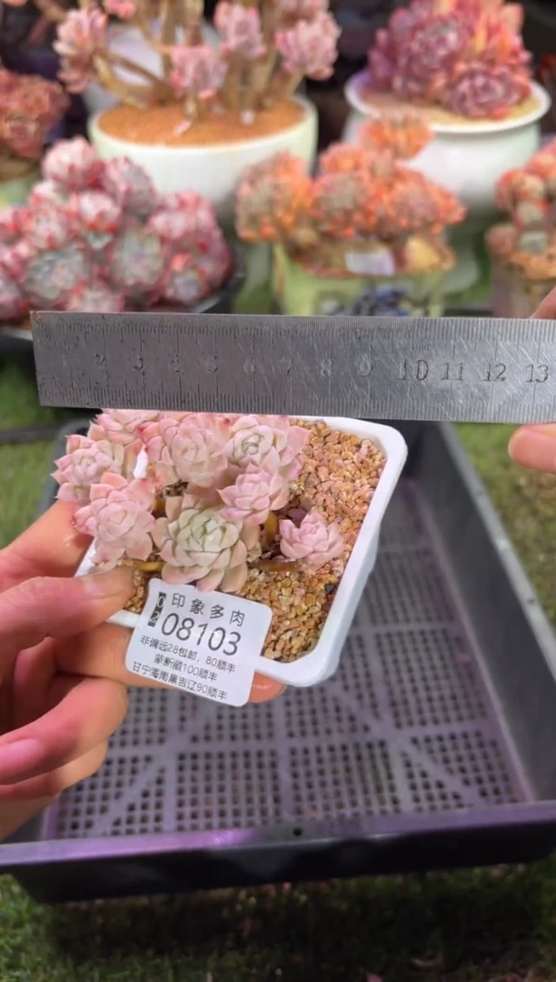 【闪购商品】08103