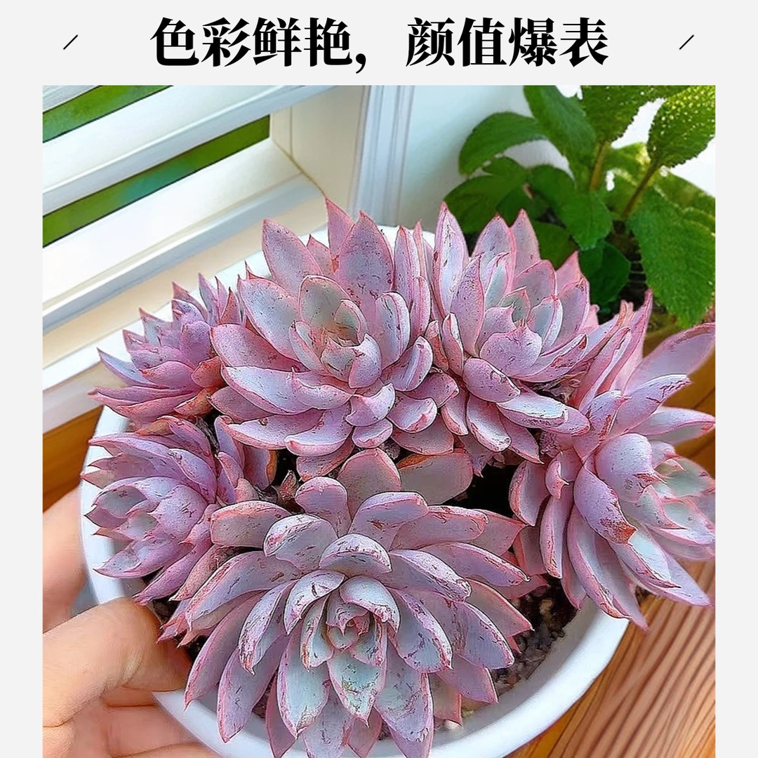 老桩赫拉脱土 小谢多肉多肉植物庭院空气耐旱上盆种植固定