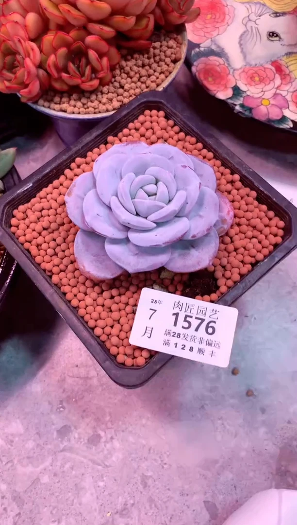 豆*1576——生鲜绿植不支持7天无理由退货