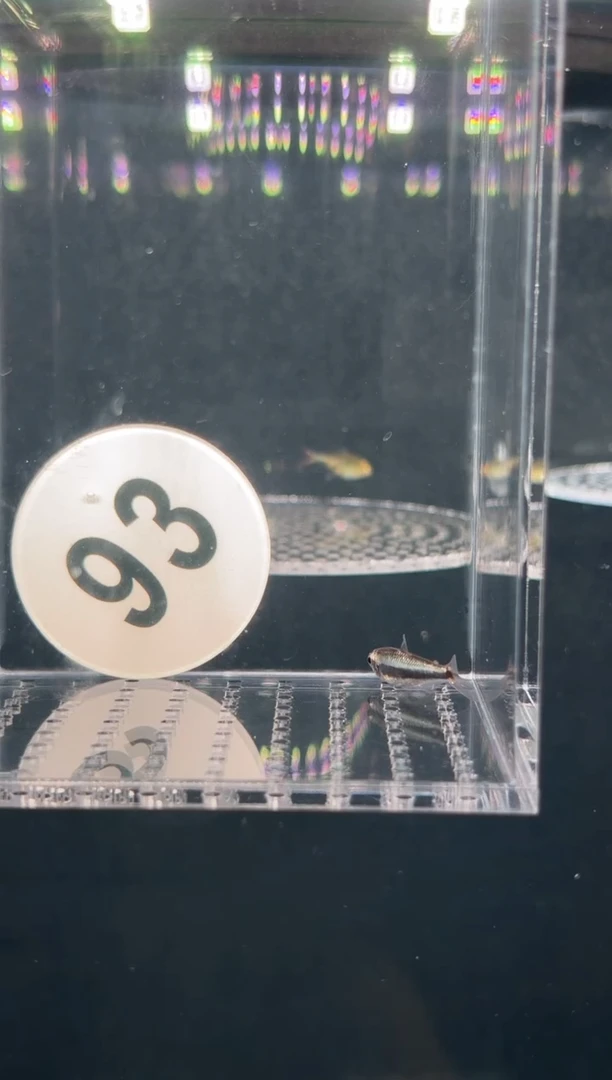 灯科鱼【93】白金可可青柠巧克力