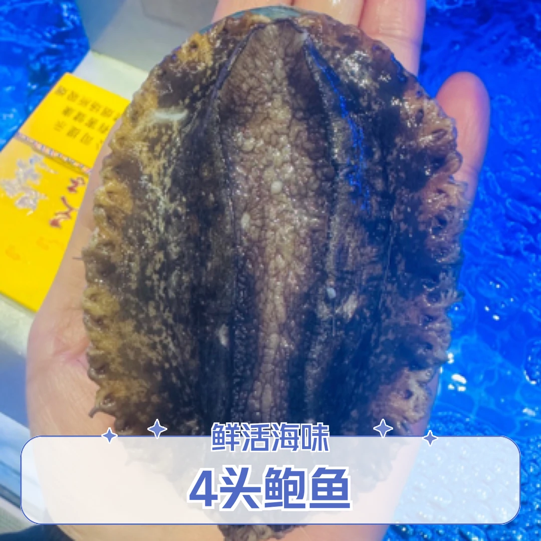 4头活鲍鱼  1只