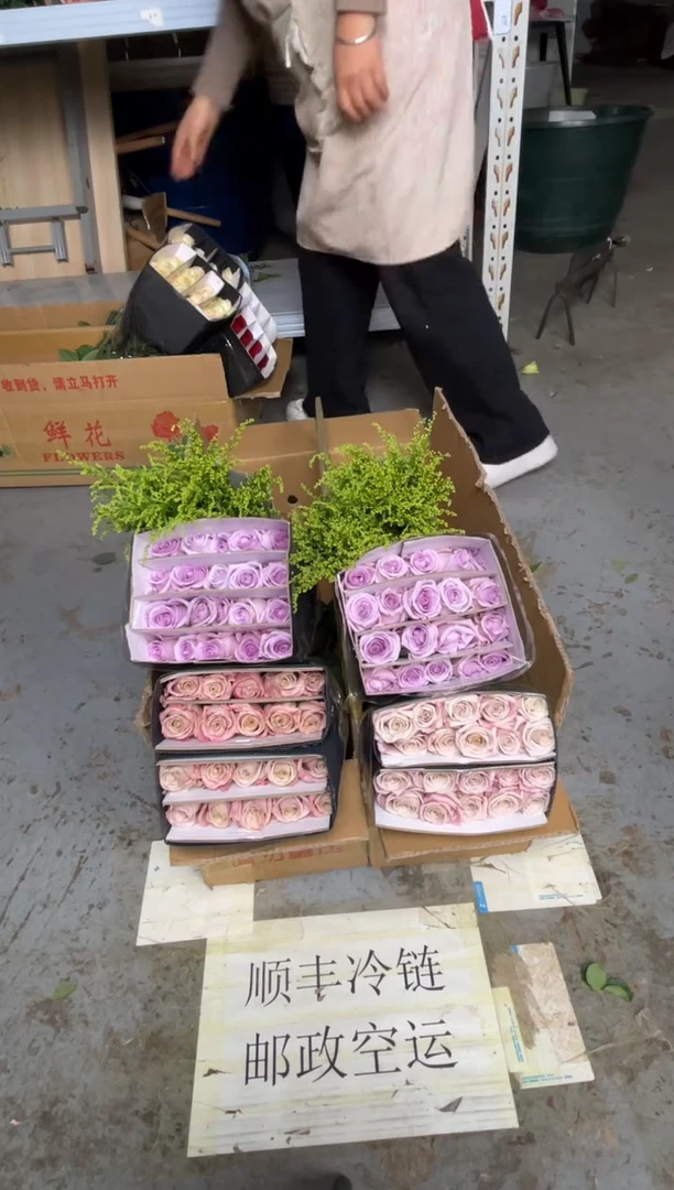 曼塔20枝+海洋之歌20枝+黄莺