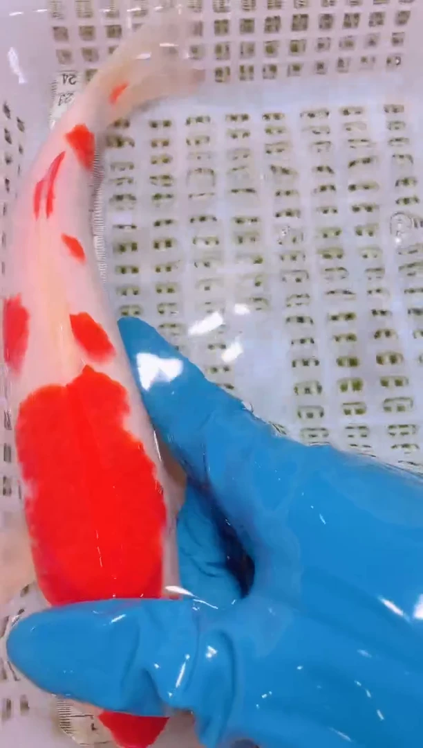 锦鲤冷水观赏鱼全场包邮14