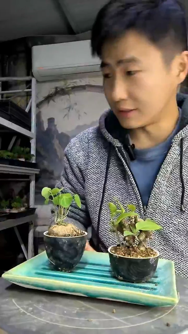 ?***水中青园艺一物一拍435