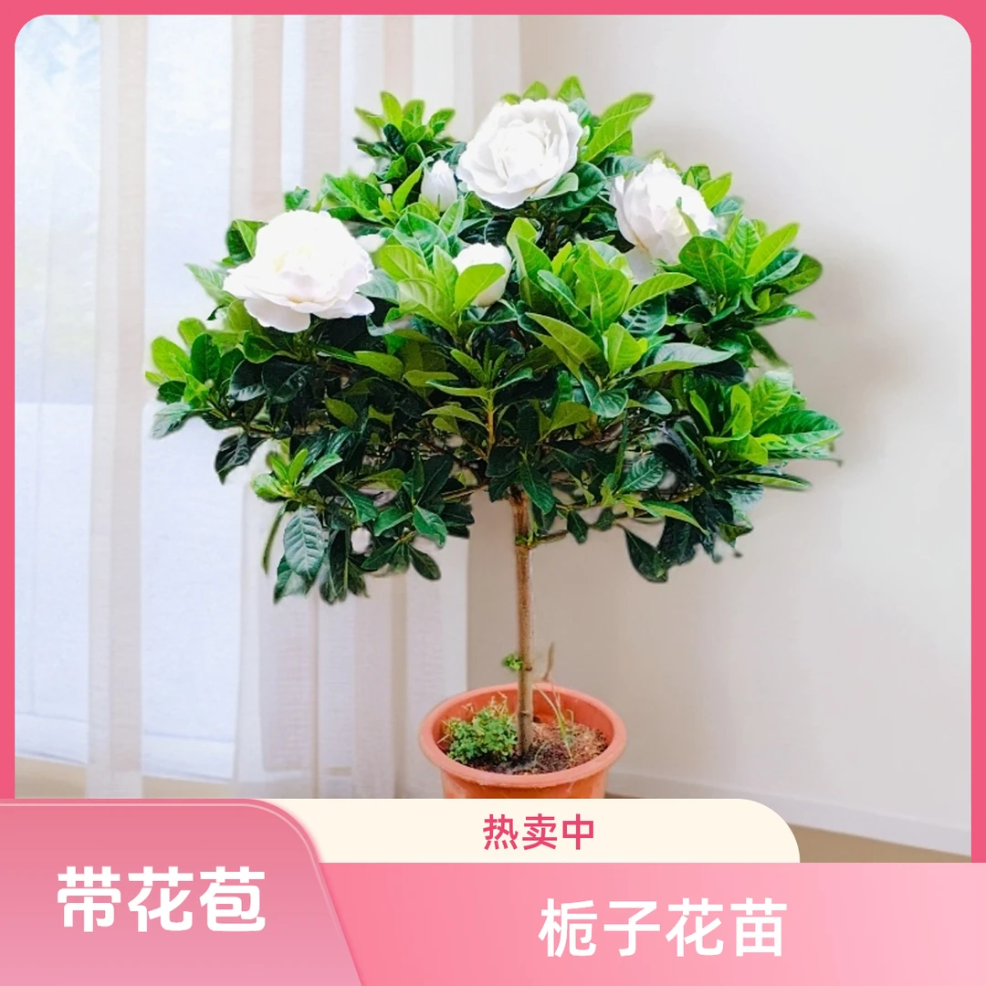 【栀子花】小叶棒棒五年苗浓香型盆栽带花苞绿植