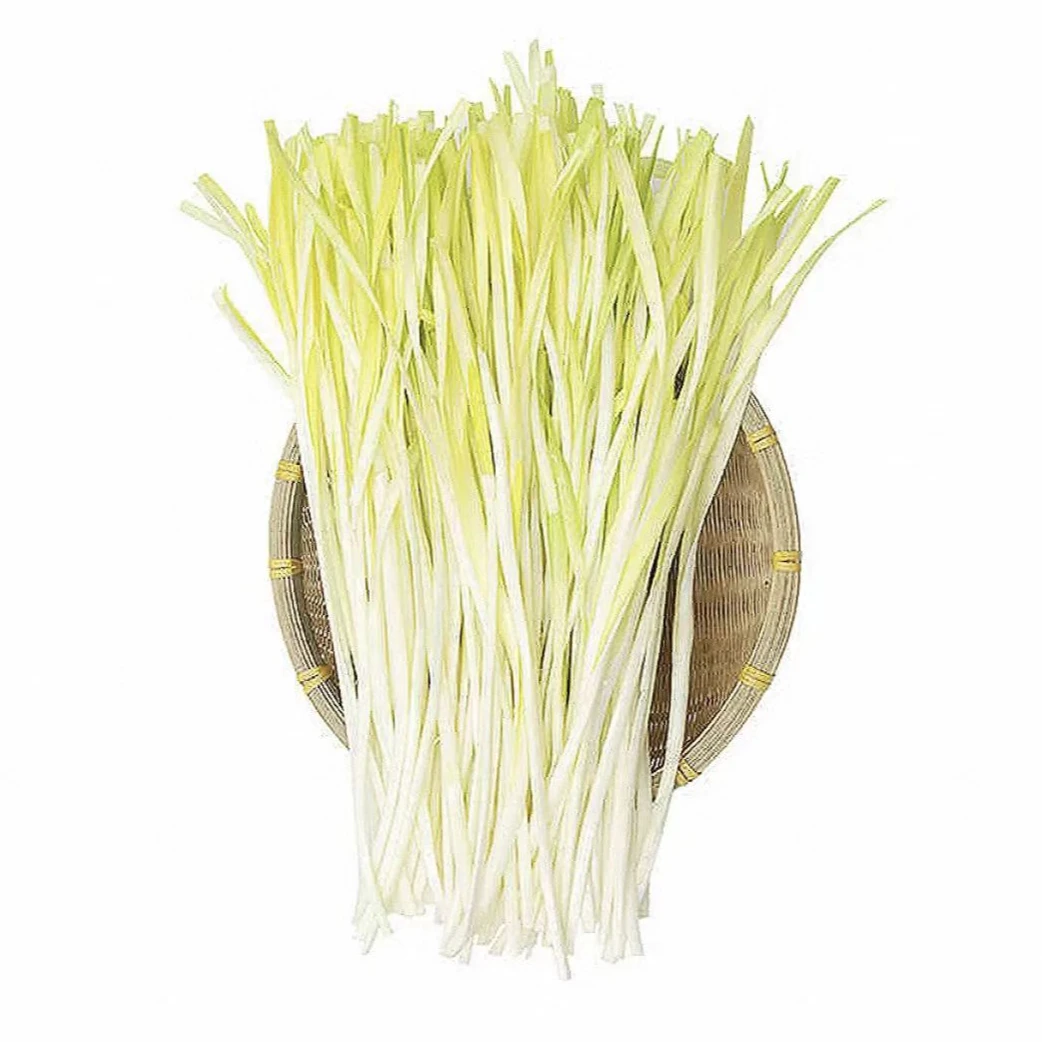 北京精品韭黄480-500g/份 黄白如玉 香气浓郁 （炒鸡蛋、炒腊肉）黄白