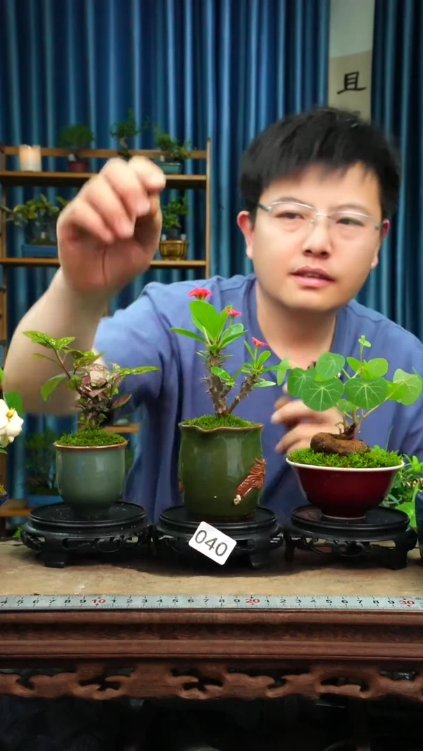 无花朵苔藓微景观040号