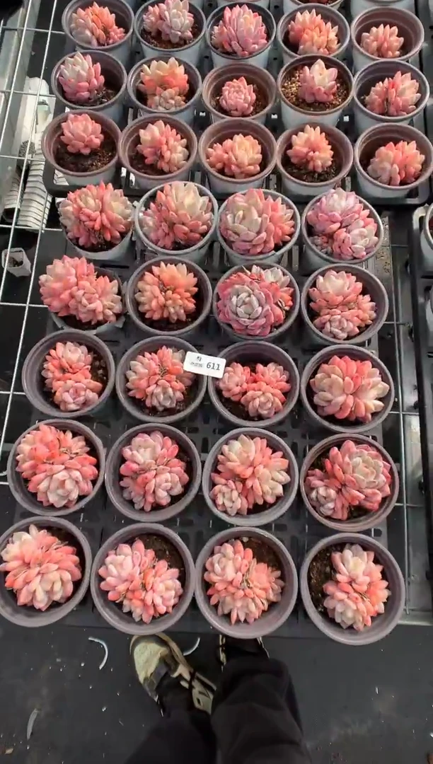 611雪天使20棵多肉植物一物一拍