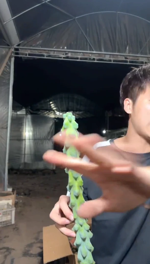 福禄寿【带根】高30cm+