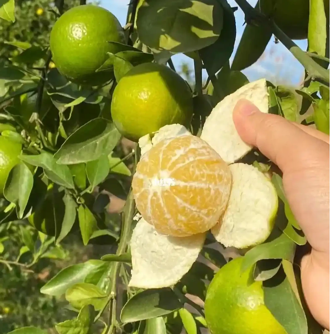 正宗皇帝柑树苗嫁接果苗南方种植贡柑盆栽水果沙糖桔苗柑橘树苗