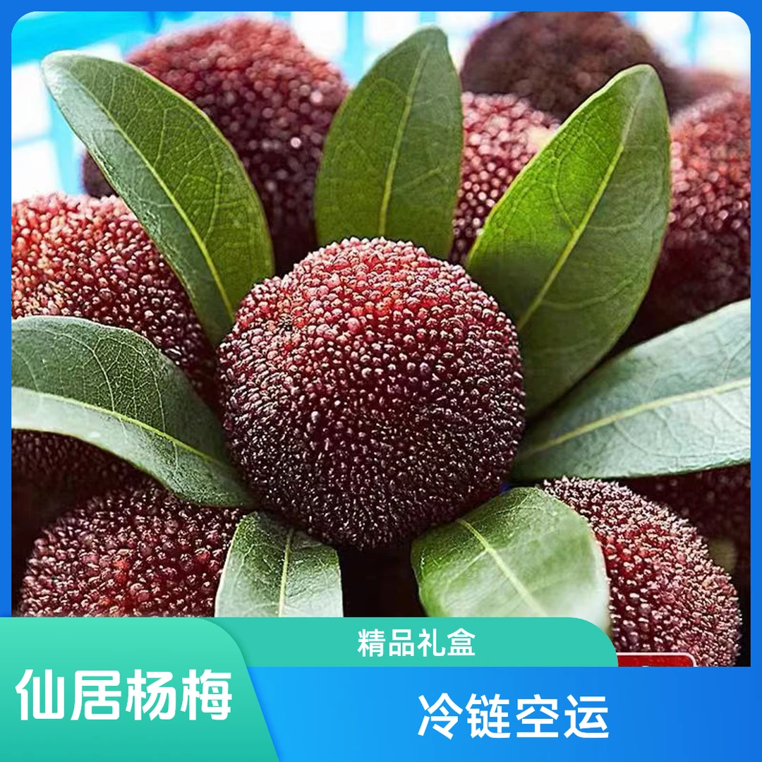 【精品中果】顺丰冷链空运/精品仙居荸荠黑炭杨梅礼盒装/单果7-10g/共135颗 8分甜1分酸1分果香味浙江省