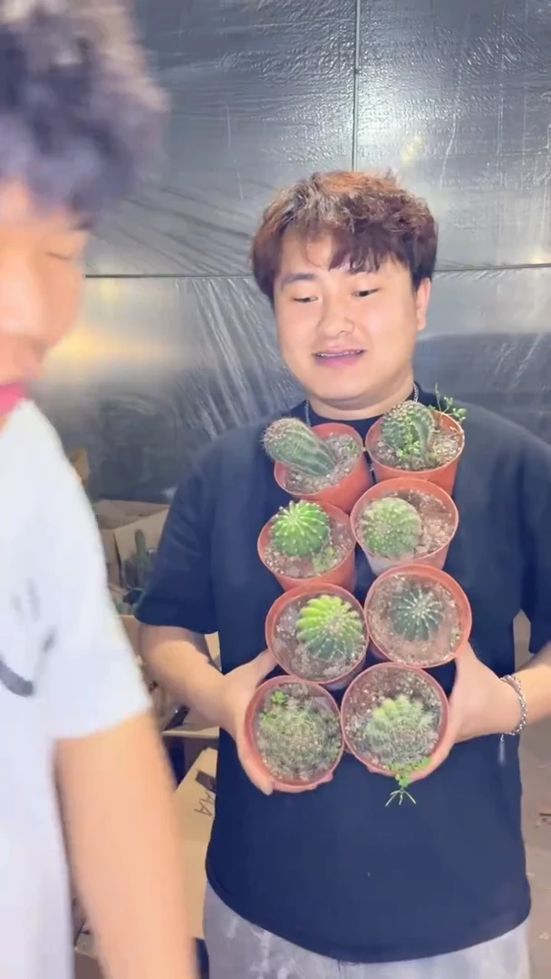 8颗 实生根 席克氏彩草 3-5cm