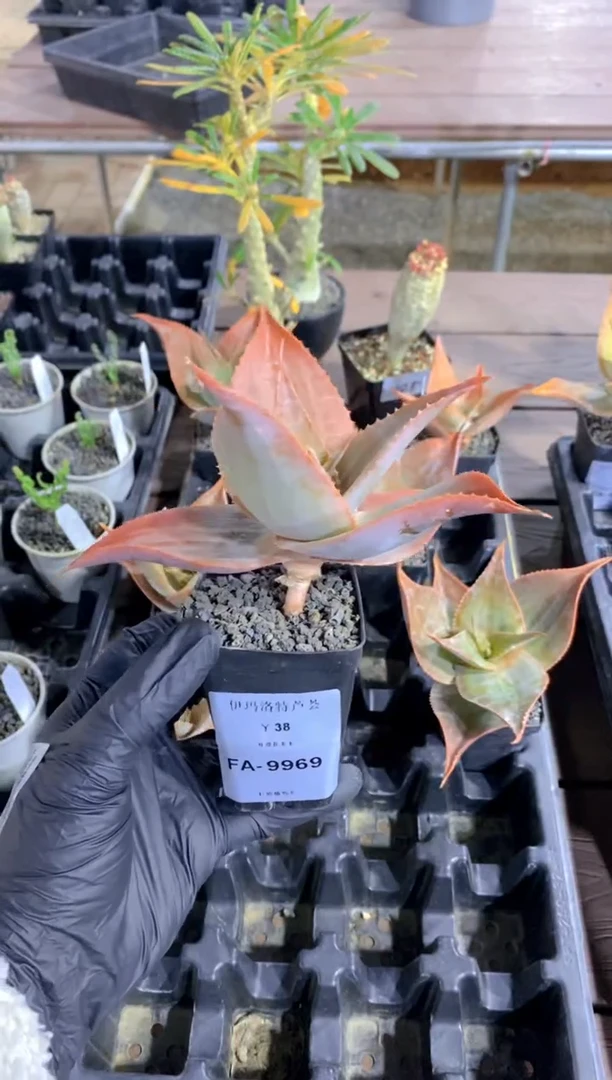 【闪购商品】伊玛洛特FA-9969