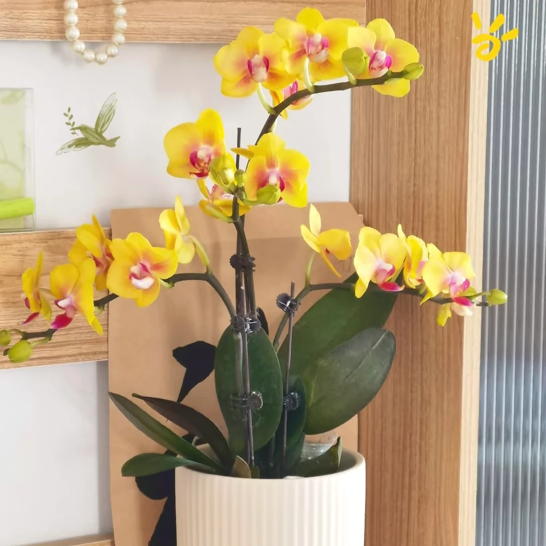 蝴蝶兰【富乐夕阳】带花盆栽室内观赏大花好养活绿植花卉