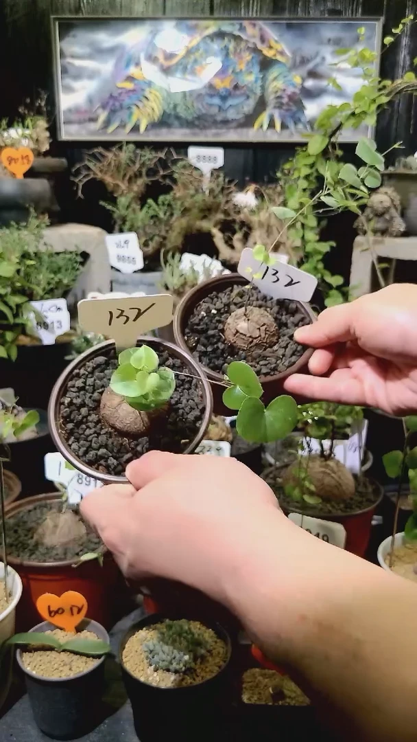 132号1119福利南非龟甲龙买一送一