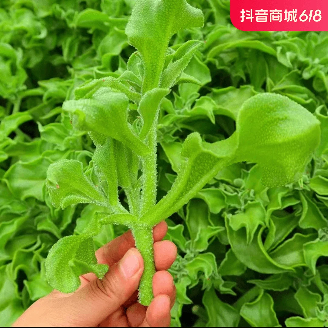 四季水晶冰菜种子冰菜籽种子阳台稀有蔬菜野菜盆栽苗冰草菜籽种