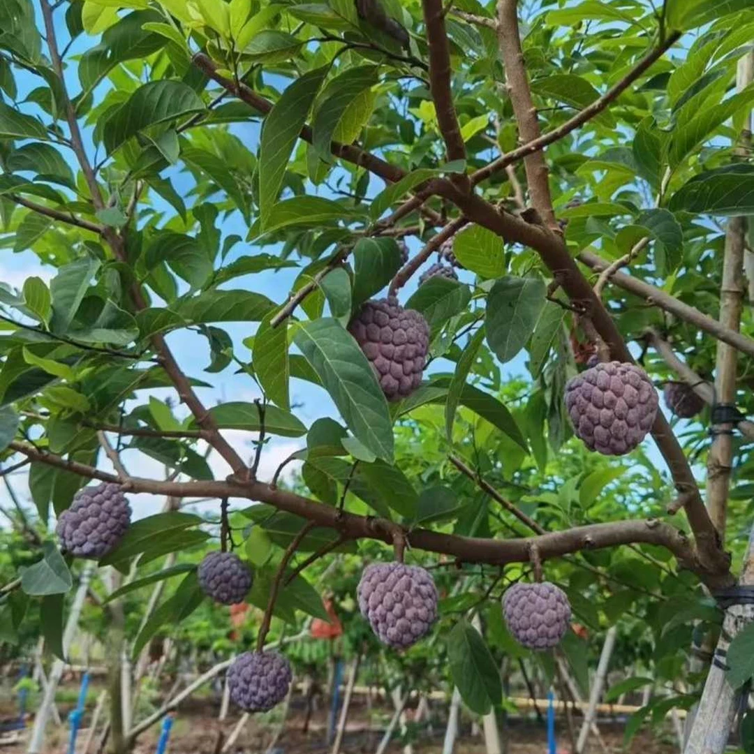 玫瑰释迦 庭院地栽盆栽