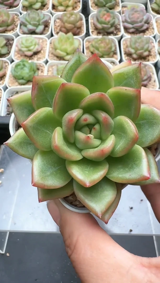896D云禹多肉植物 带盆土纸巾打包 3颗包邮
