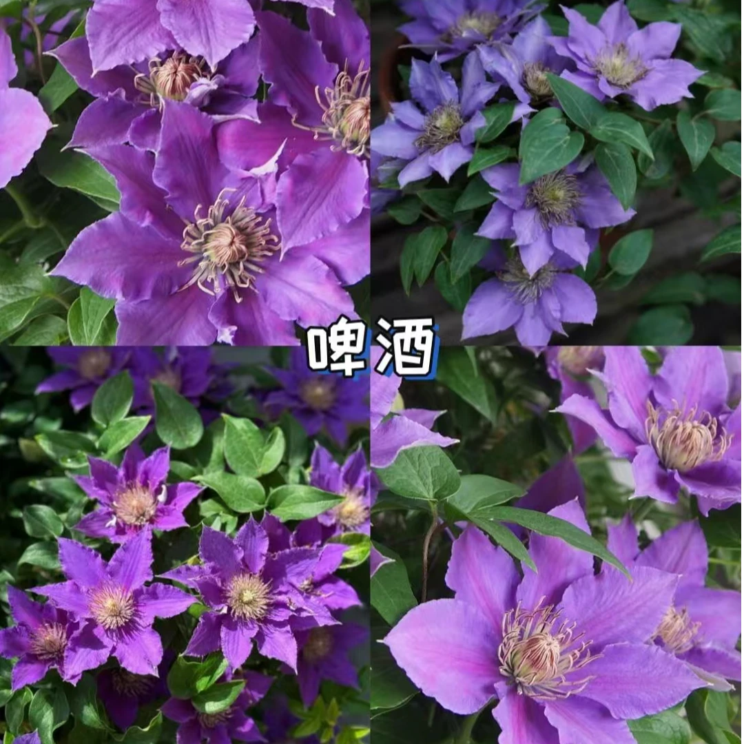 【啤酒】1.5加仑铁线莲 矮生植物 蓝紫色系 阳台搭档