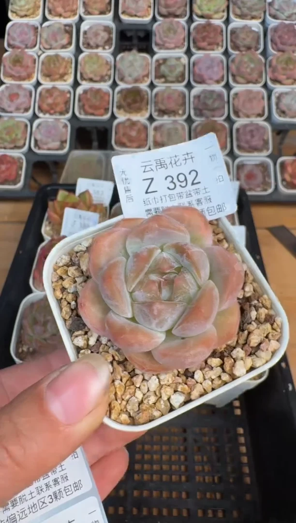 392Z珍妮多肉(6.5cm杯）一物一拍 带盆土发