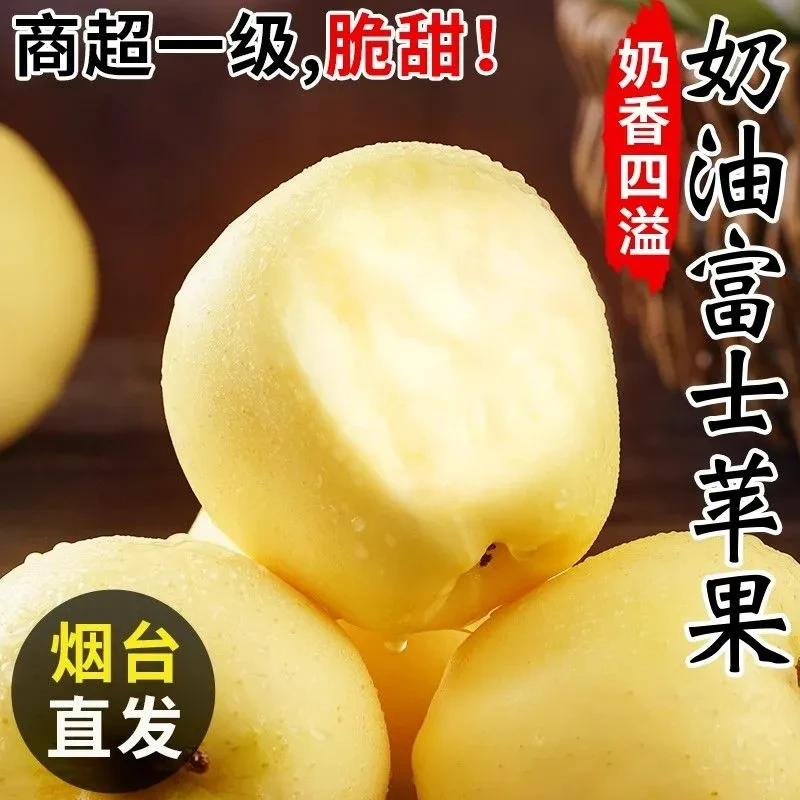 山东烟台黄金奶油富士黄苹果当季新鲜水果