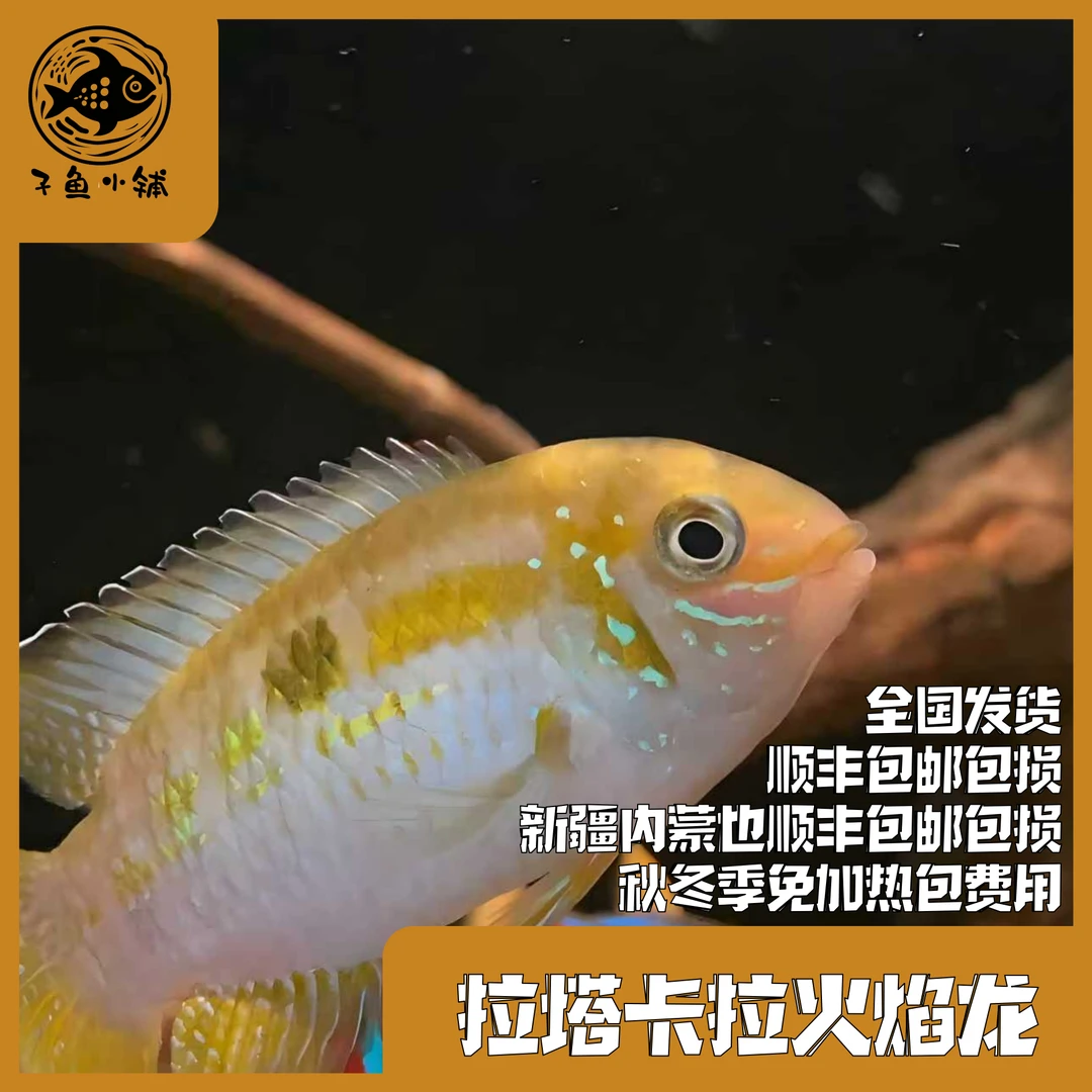 子鱼小铺 拉塔卡拉火焰龙短鲷小型观赏溪流南美缸热带鱼草缸混养
