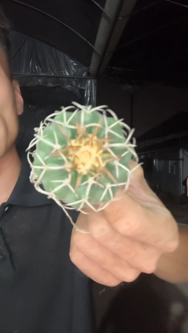 小号圆盘玉9.99===