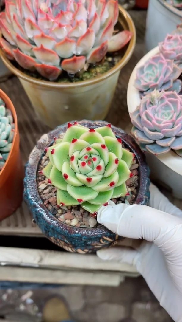 【闪购商品】22005