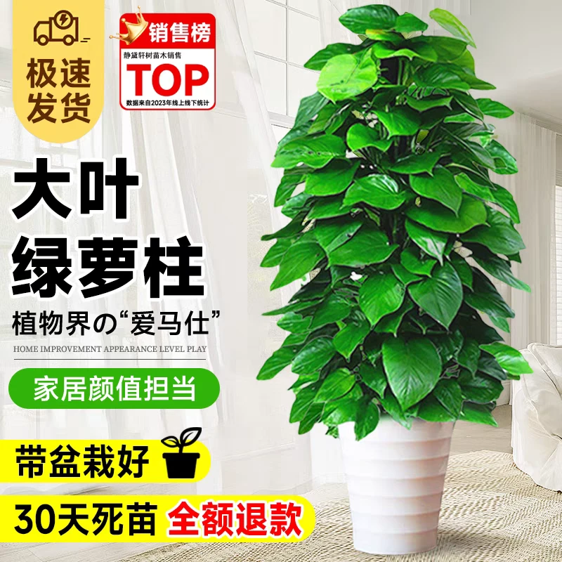 仅限句容城区1.4 - 1.5米大叶绿萝柱盆栽室内外四季适用净化空气