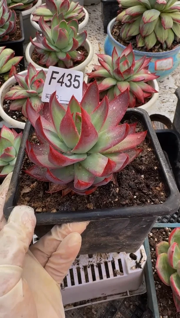 F435惊鸿仙子（裸根发货）