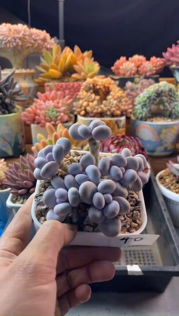 12.12-40原始奶1111111111111