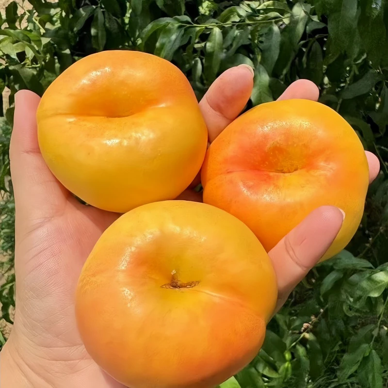 山东蒙阴紫霞油蟠桃甜嫩多汁水果彩虹潘桃脆甜油桃现摘脆甜油蟠