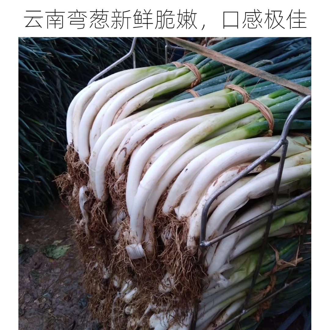 云南新鲜铁杆大弯葱自家果园直发带箱蔬菜