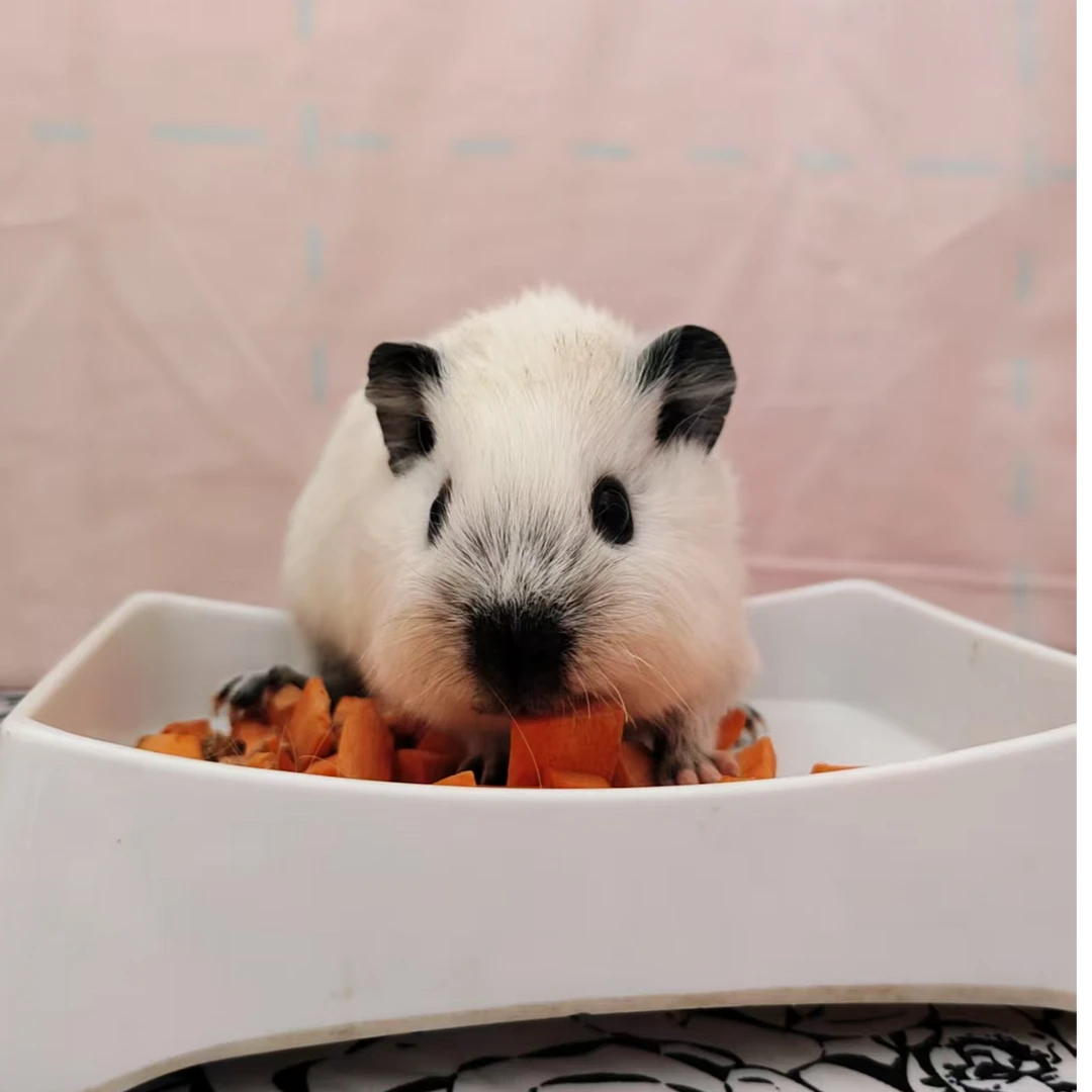 宠物活体仓鼠荷兰猪加州弟弟一物一拍一链接