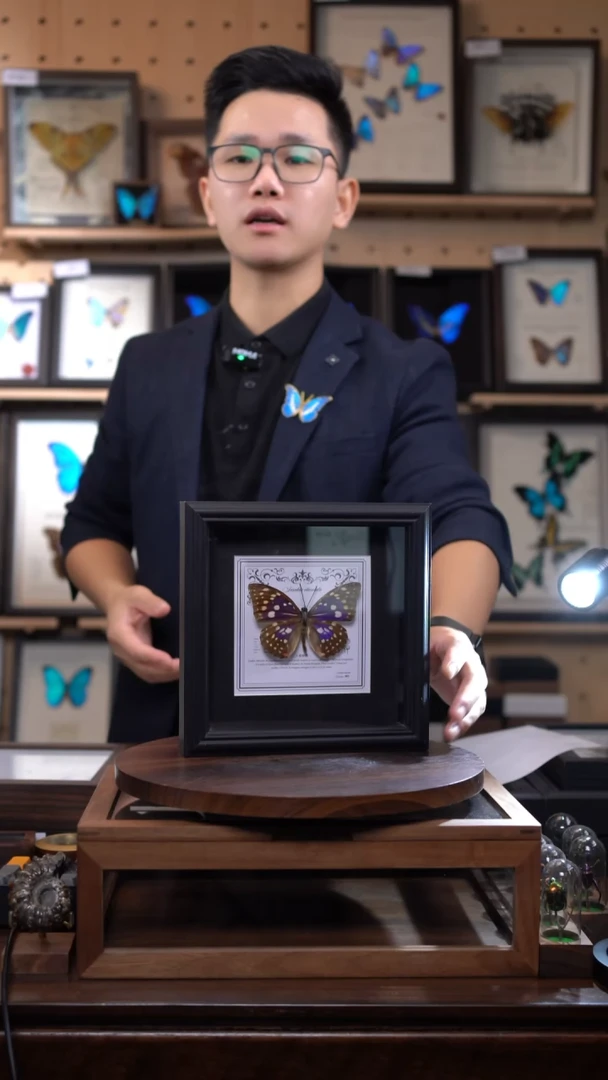 大紫蛱蝶盲盒版7寸欧式方框