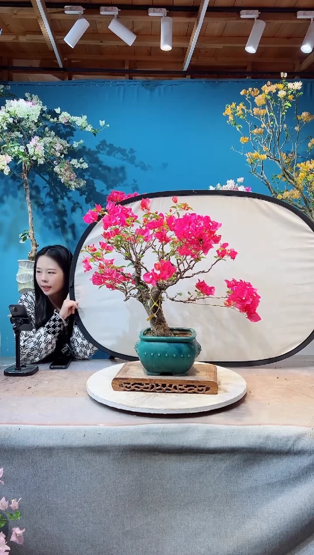 大量花朵（建议范围：8朵-15朵 或40%以上）同安红