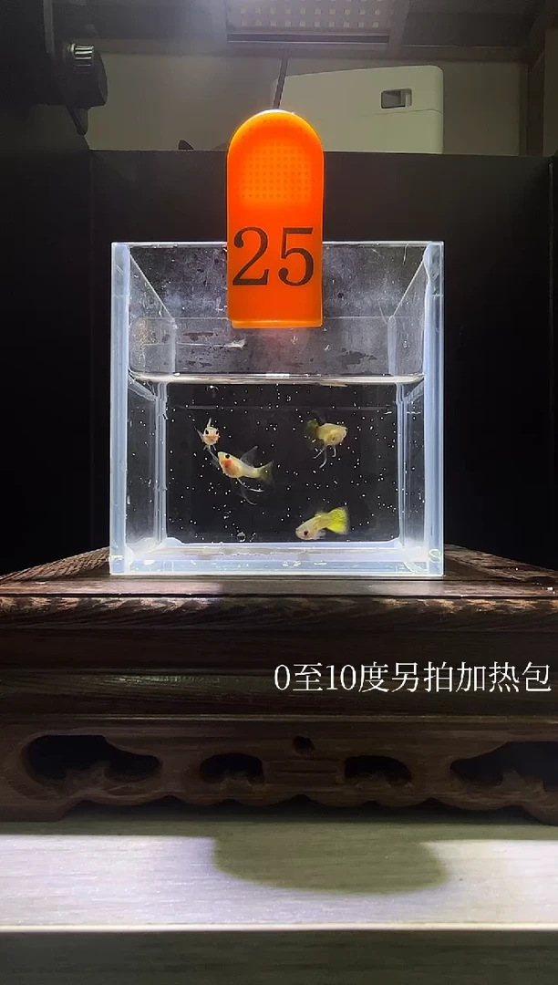 孔雀鱼黑金蕾丝25