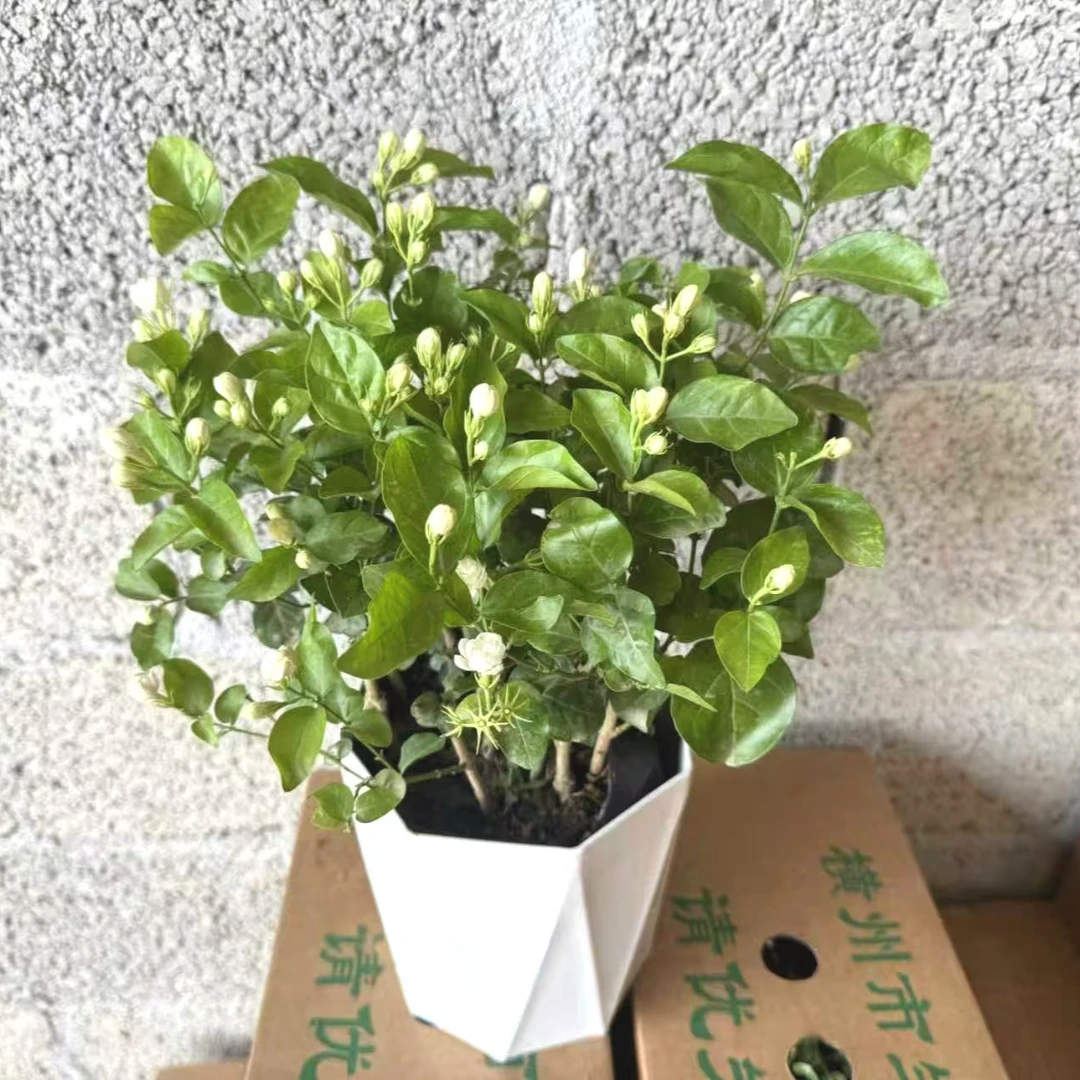【带花苞】重瓣香水茉莉盆栽地载开花香花卉绿植喜阳喜水