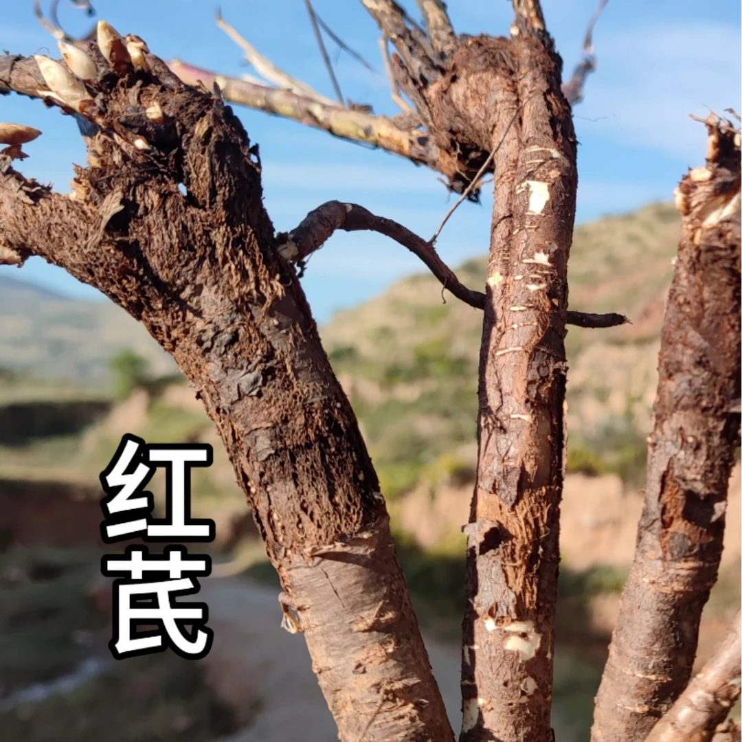【小艺妹推荐】大山里的红芪 X 天然高品质滋补天然滋补精选