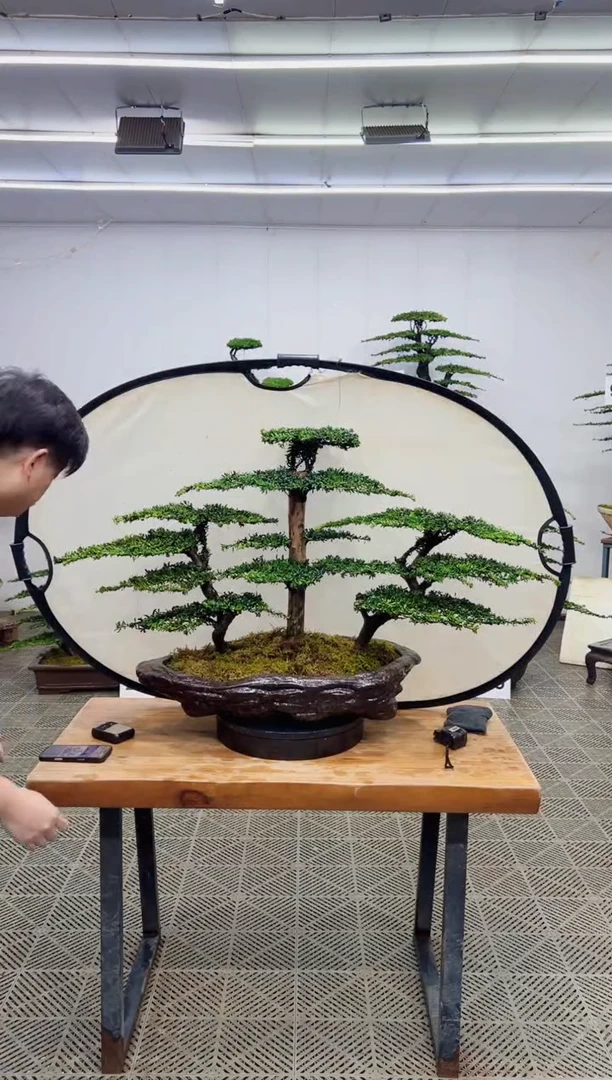 无花朵造型盆景一物一拍