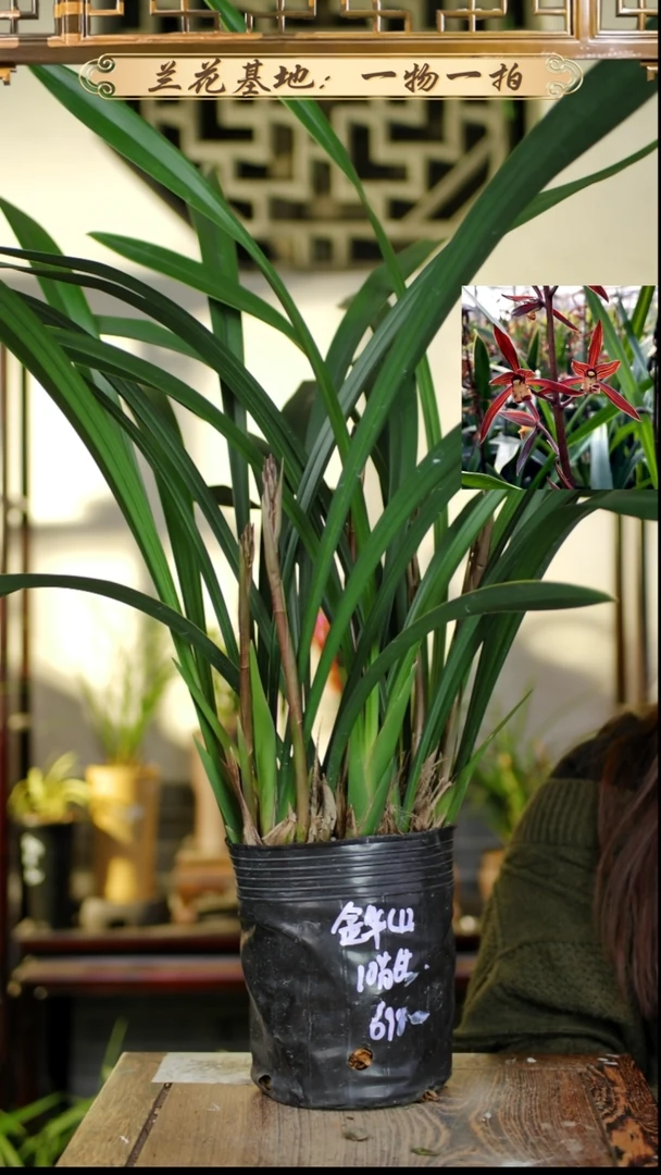 完全开放金华山10苗6花苞