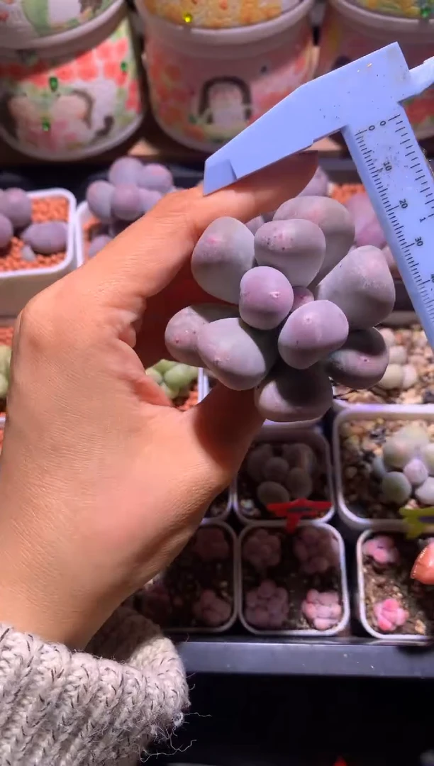 24年7月回国韩国米可