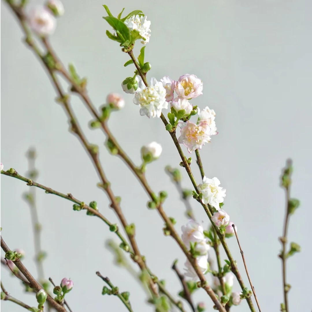 鲜花 30支珍珠李（带芽包发货） 鲜花批发不售后介意勿拍