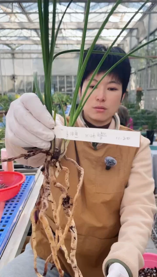 当前无花朵，栽培后可花朵子**～126帝王素，，，子非鱼