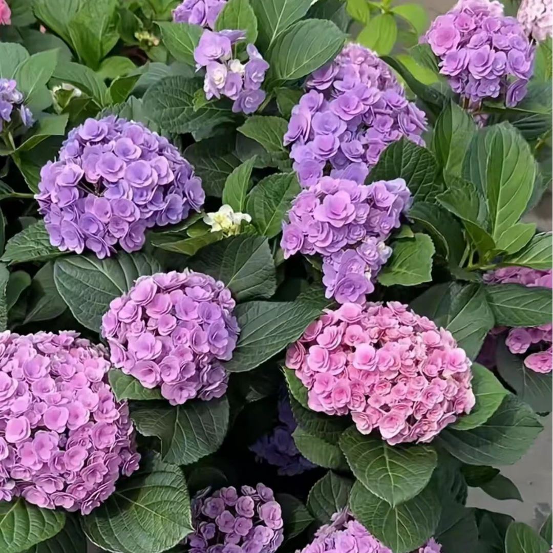 妖精之吻绣球花苗庭院盆栽四季开花好养花卉植物