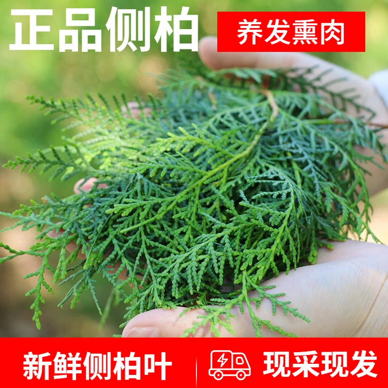 正品侧柏叶新鲜采摘侧柏扁柏叶熏肉养发护发洗头侧柏叶干侧柏树苗